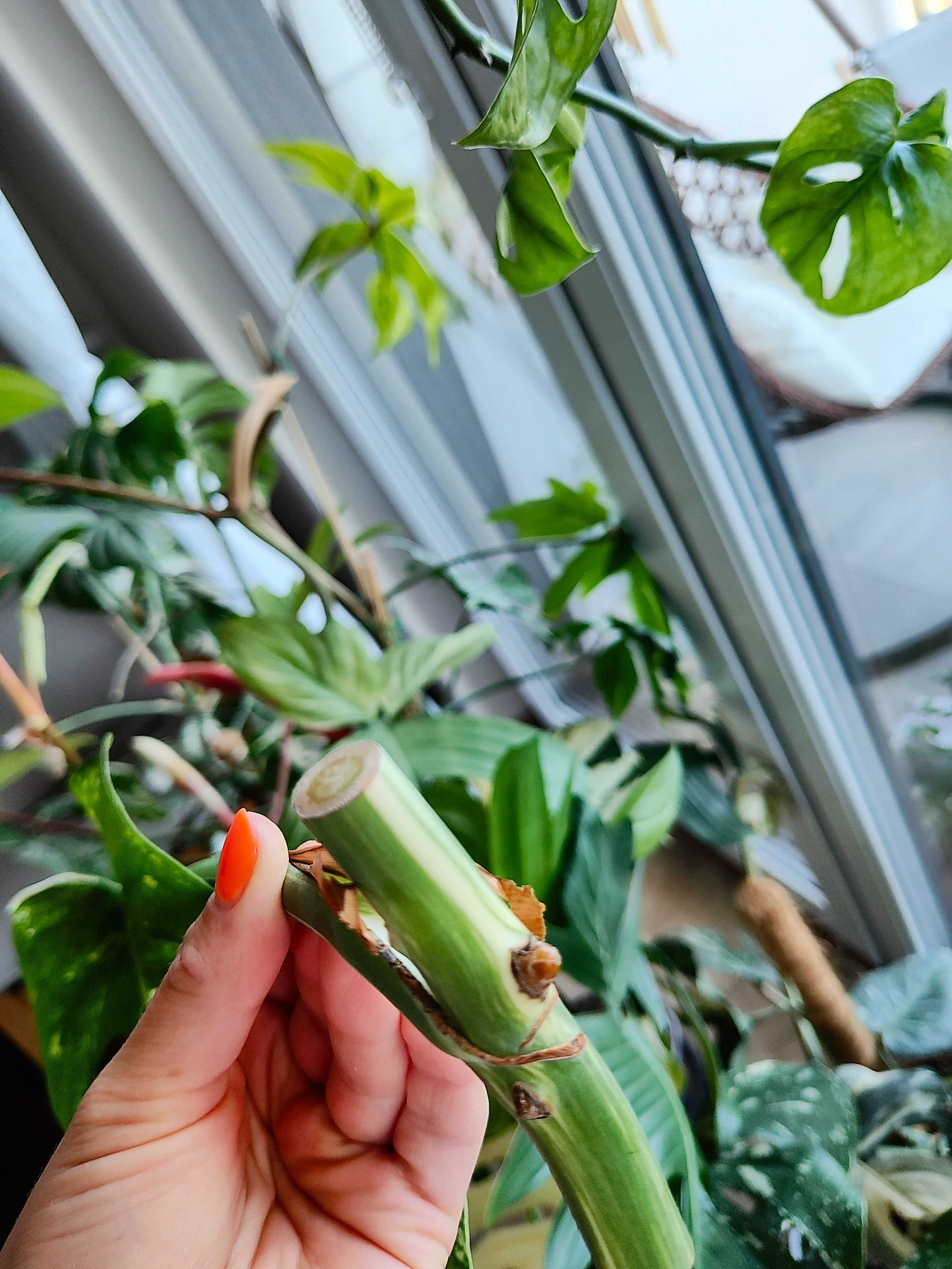 Monstera Variegata
