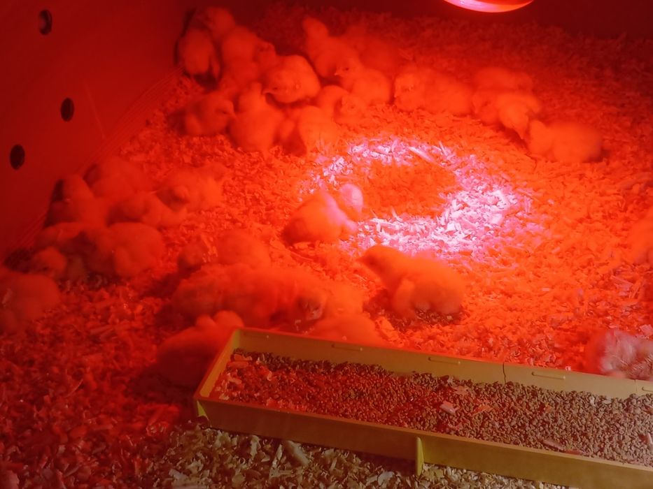 Добове курча бройлера