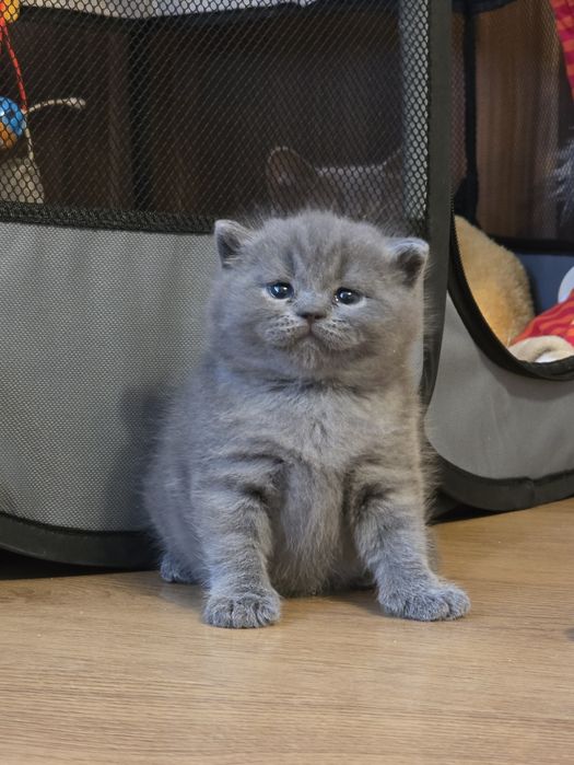 Kot brytyjski krótkowłosy niebieski