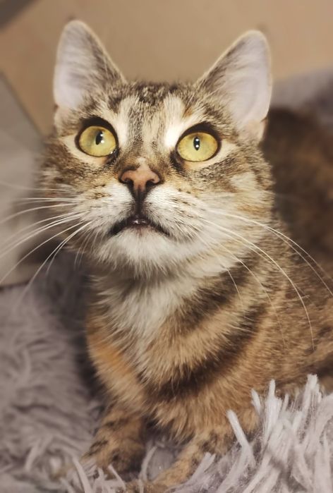 Piękna TRUFLA szuka domu