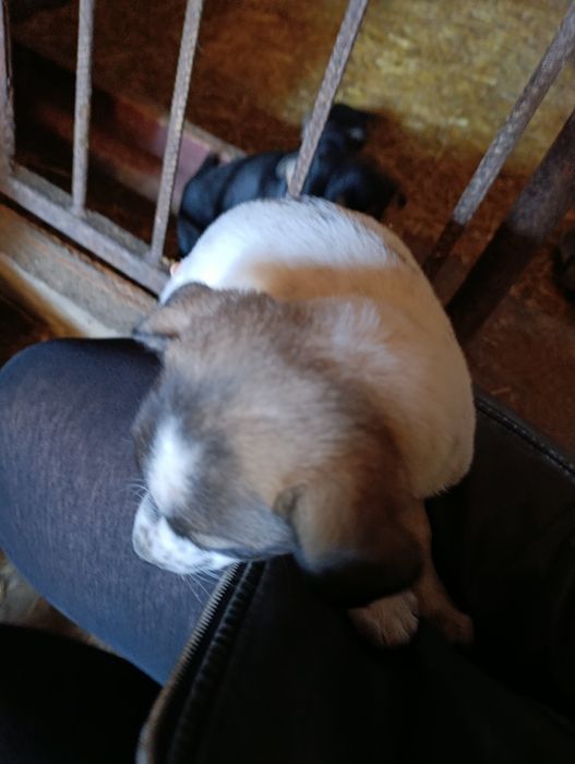 Szczeniaki szukają domu