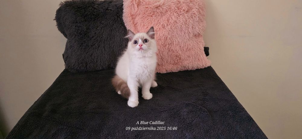 RAGDOLL Kocurki FPL od Ręki ( Hodowlany )