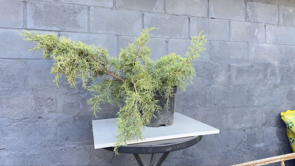 Туя смарагд західна,ялівці різного виду,магнолія,сакура,ялина,гортензі