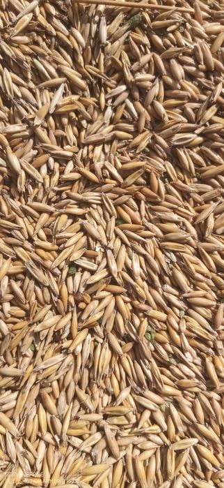 Продам овес  є доставка