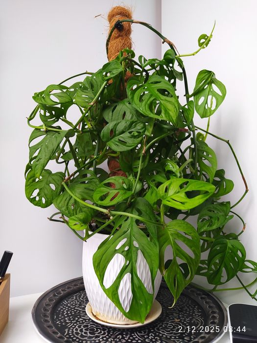 Monstera Monkey 50 cm w ceramicznej donicy