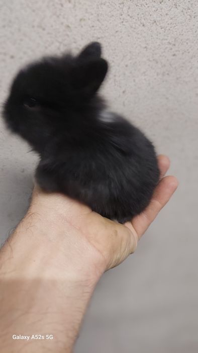 Coelhos anões  de qualidade