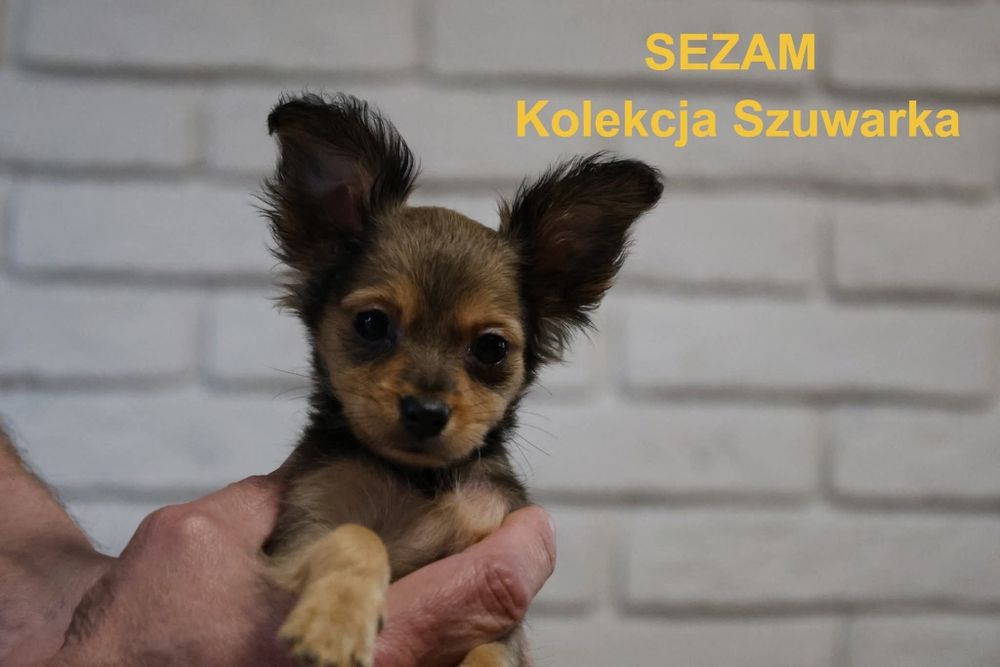 Rosyjski toy dlugowlosy piesek FCI