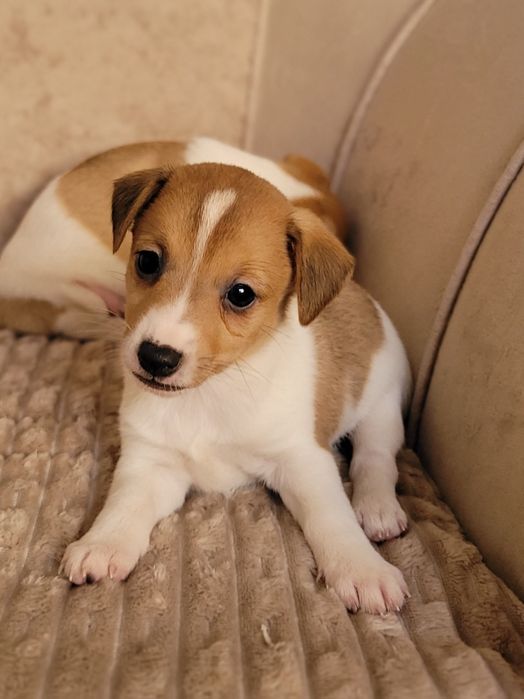 Jack Russell Terrier Piękny Szczeniak Zaprasza