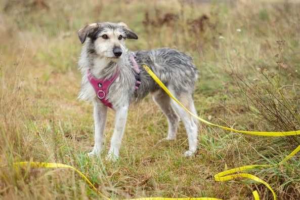 Młody przyjazny i nieduży Forest pilnie szuka domku