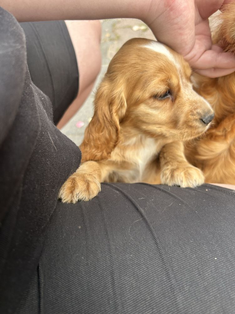 Szczeniaki Cocker Spaniel