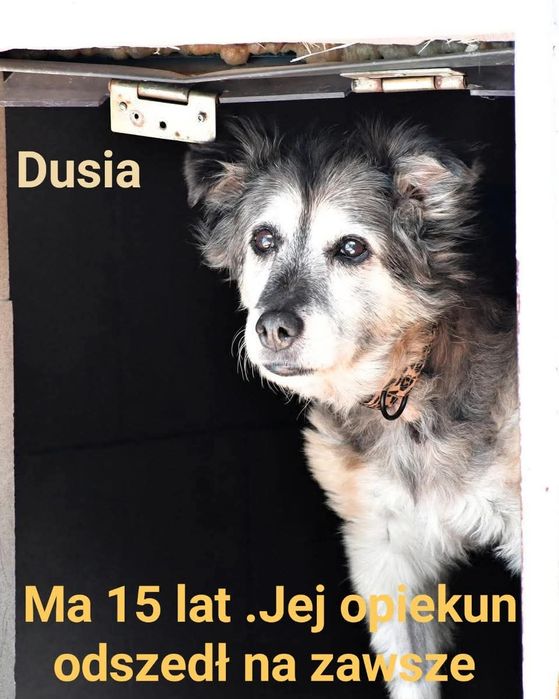 Dusia szuka opiekuna / tyskie schronisko