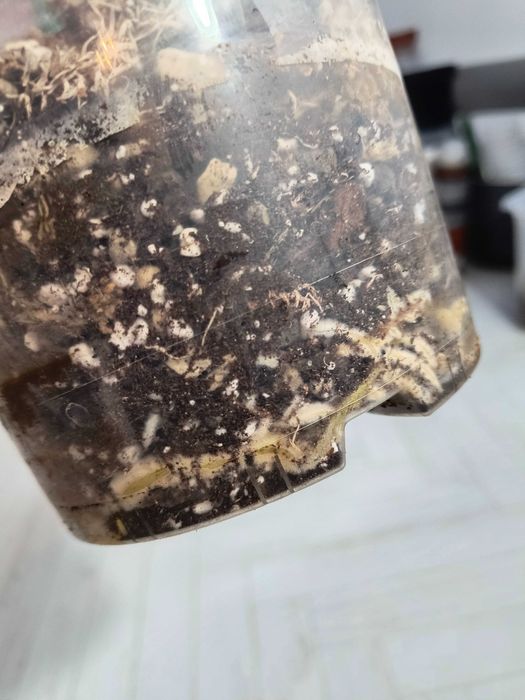 Rezerw -Monstera Deliciosa Marmorata Large Form, w typie yellow marlin