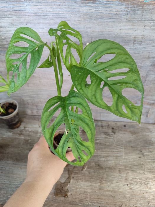 Monstera Standleyana yellow variegated