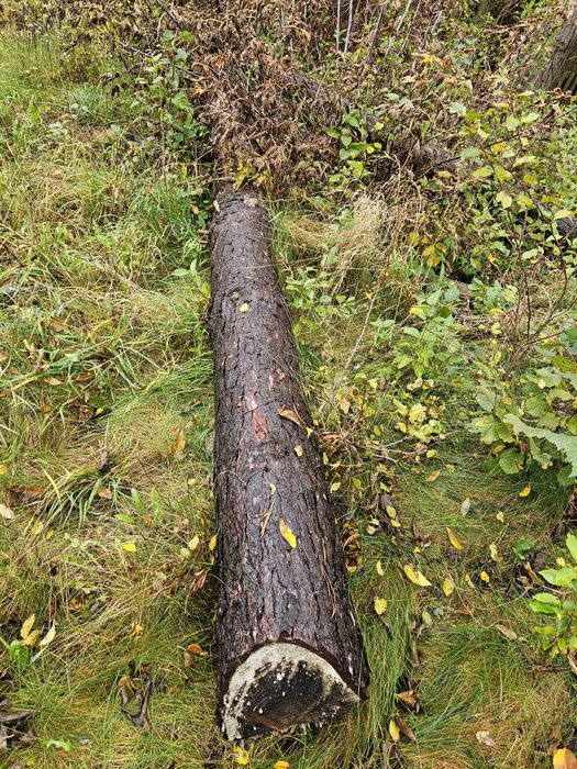 sprzedam drewno sosnowe drzewa