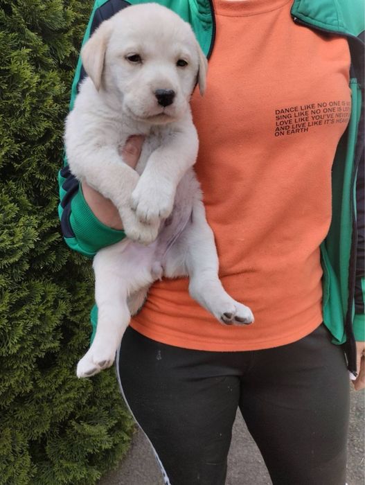 Продам чудових Лабрадорчиків