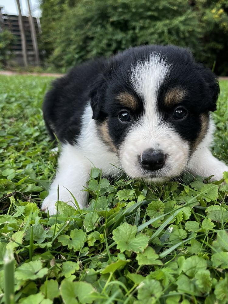 Piesek Border Collie Tricolor