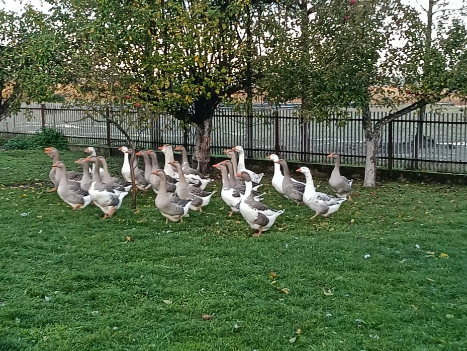 Gęsi 725.288.737