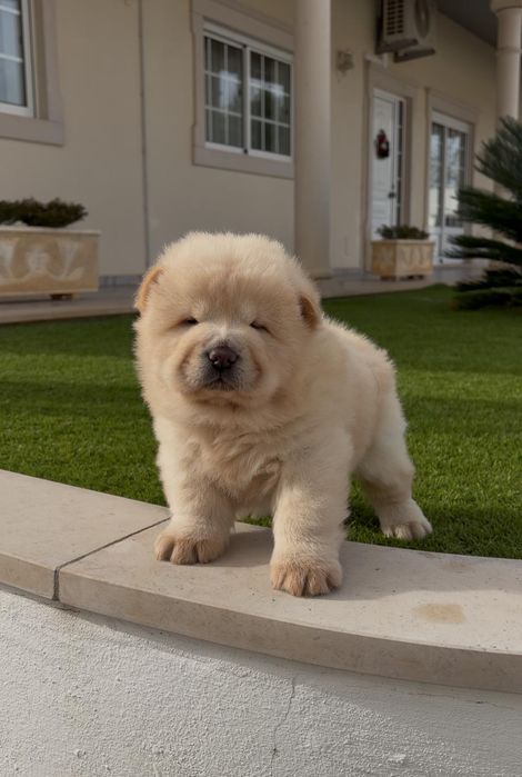 Chow chow macho..