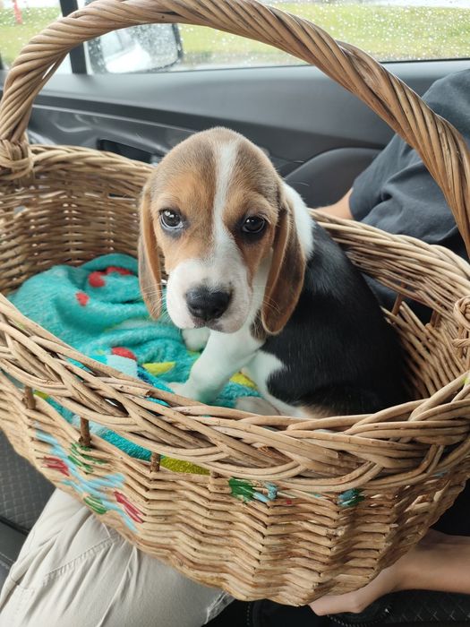 Beagle piesek trikolor