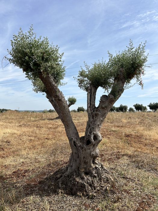Vendo Oliveiras Centenarias