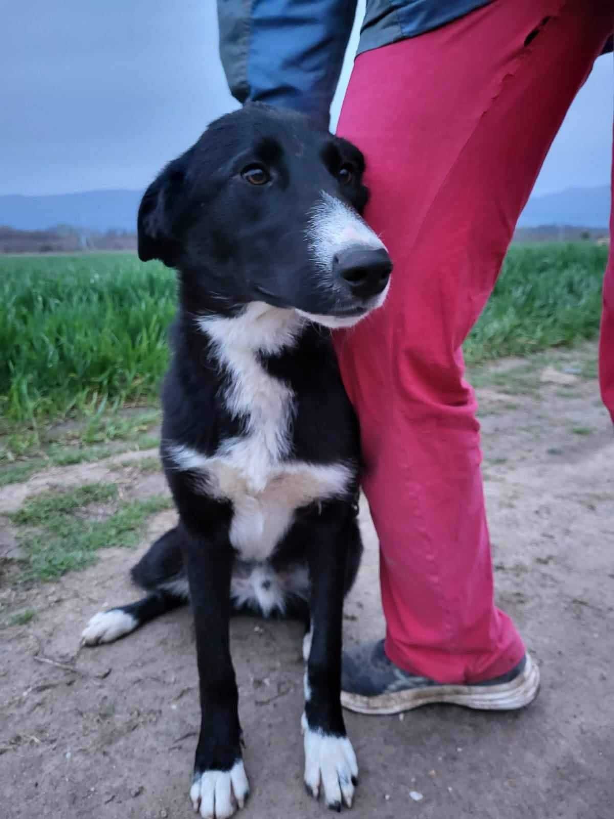 LJUK- 10 mies. wrazliwy i kochany pies. Uratowany w Bułgarii.