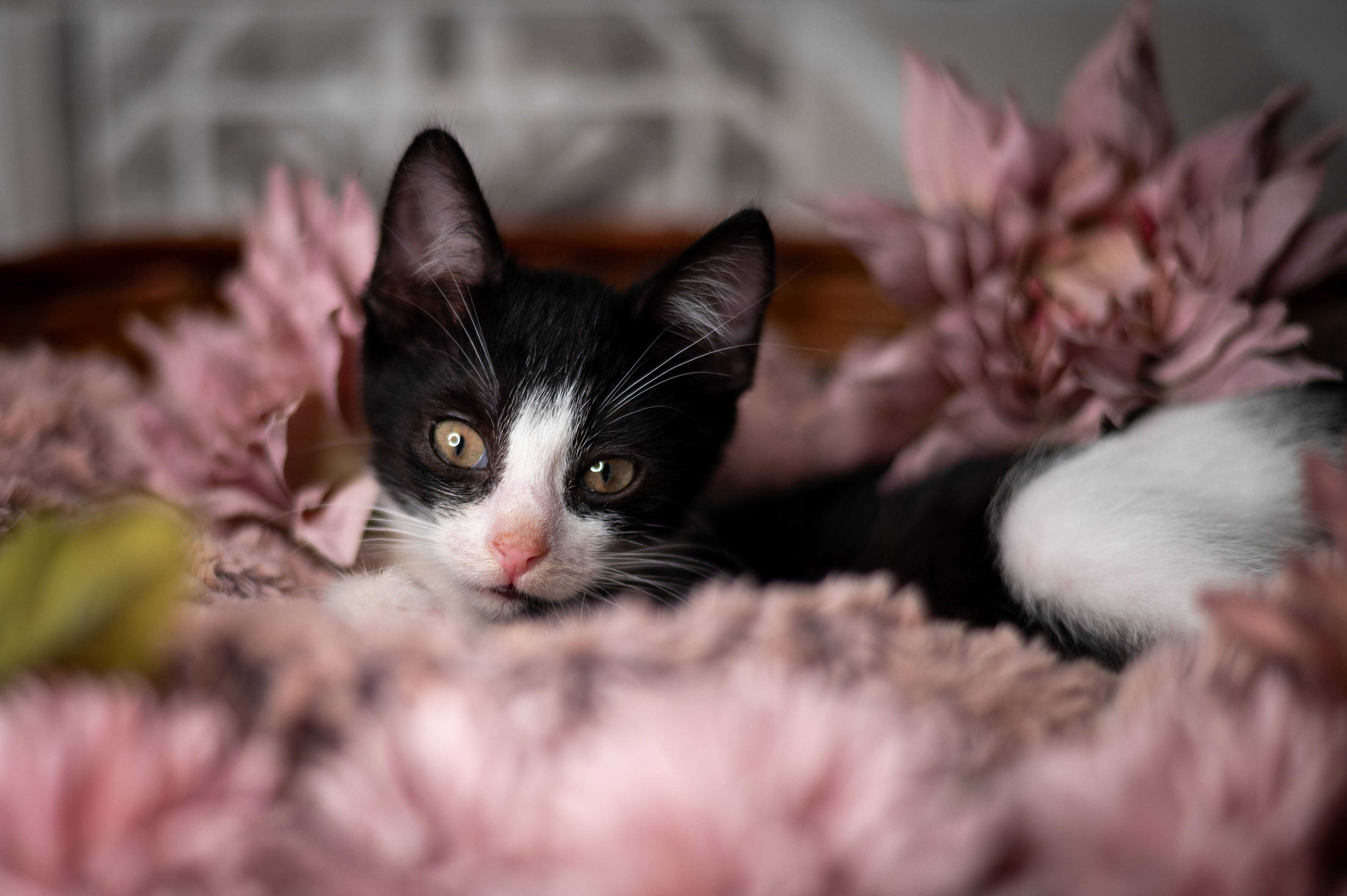 WICHURA kotka do adopcji