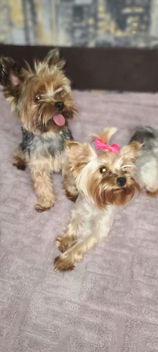 Йорки малюки  1 дівчинка і 4 хлопчики.