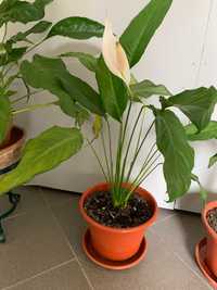 Planta lírio da paz flor branca em vaso
