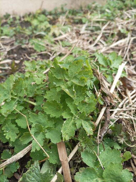 Glistnik jaskółcze ziele 12 sadzonek