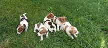 Jack Russell terrier