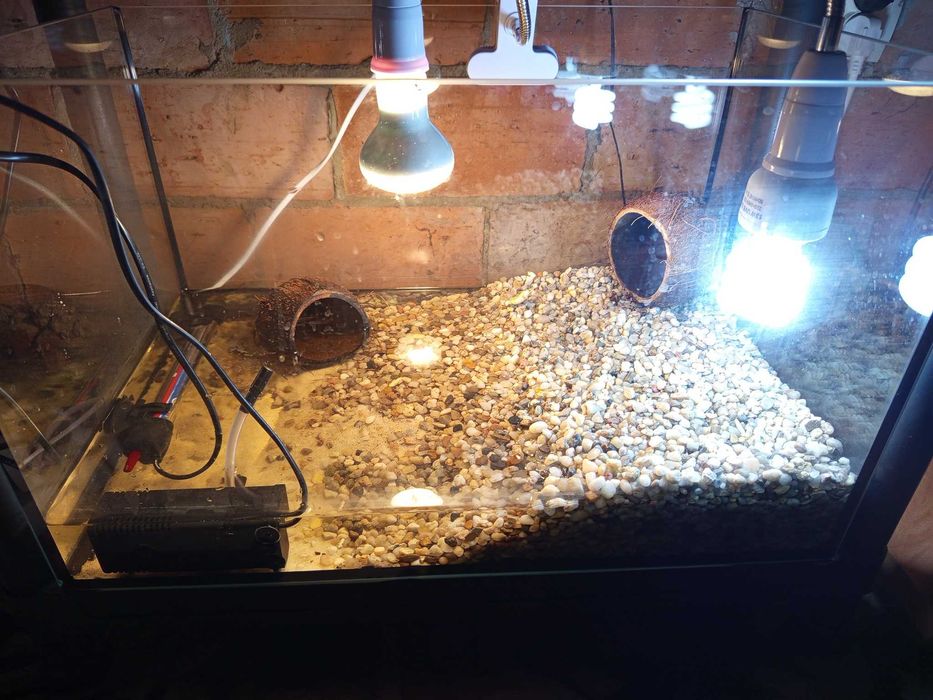 Krab tęczowy z w pełni wyposażonym akwarium wodno-lądowym