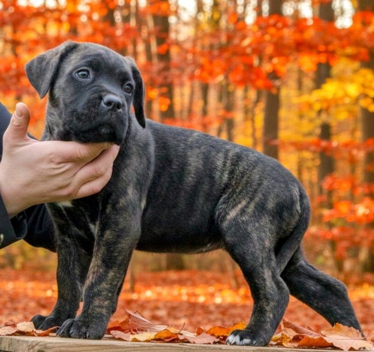 Cane Corso suczka ZKwP/fci