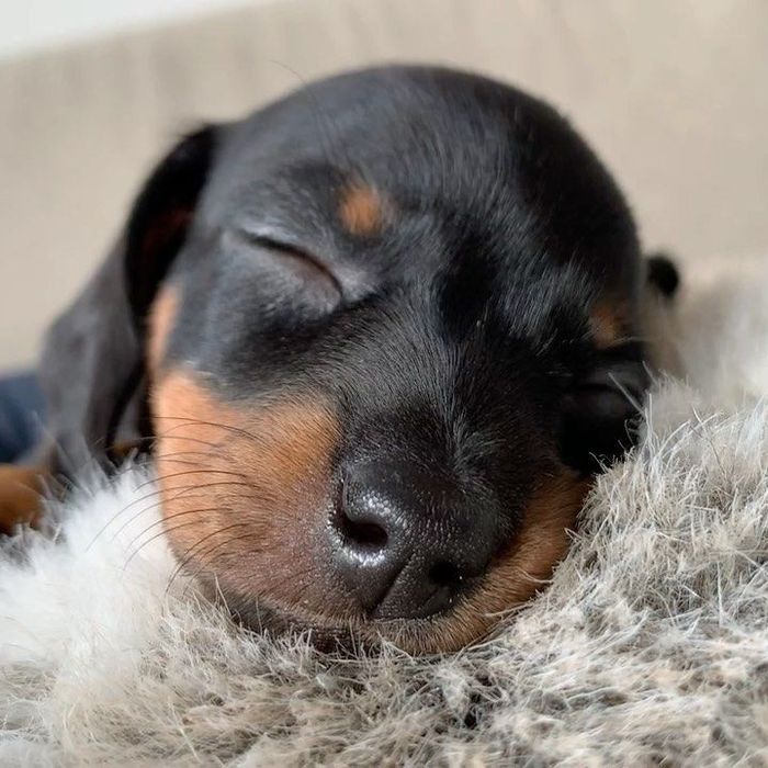 Продаються чорно-підпалі цуценята такси