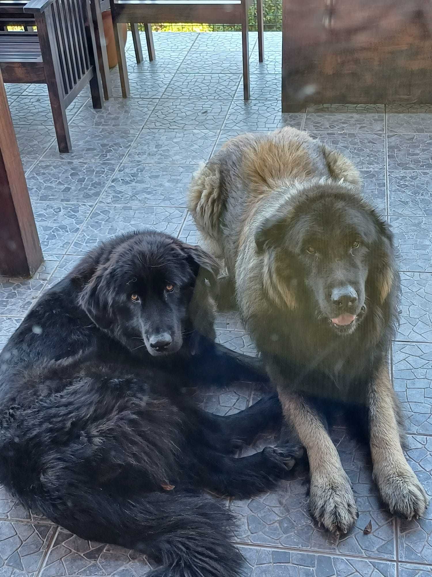 Cachorro Serra da Estrela