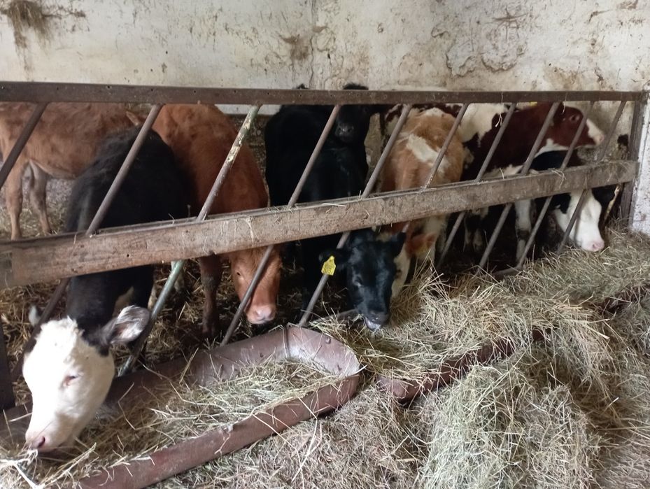 Jałówki byczki polskie żarłoki