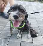 Mikro piesek Hawańczyk szuka domu Oddam pieska mały j. york Adopcja