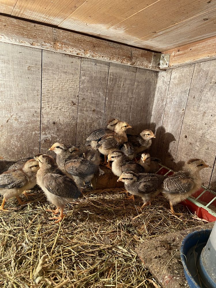 Продам курчат різні