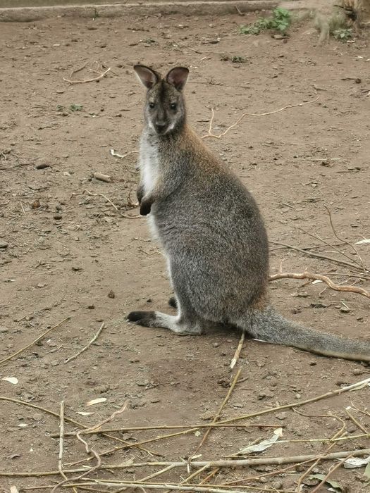 Kangury walabia  samce , samice