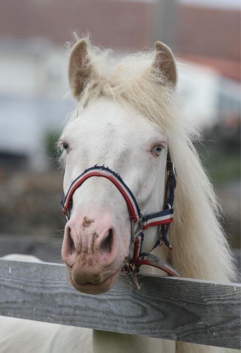 Poldro isabel lusitano cruzado