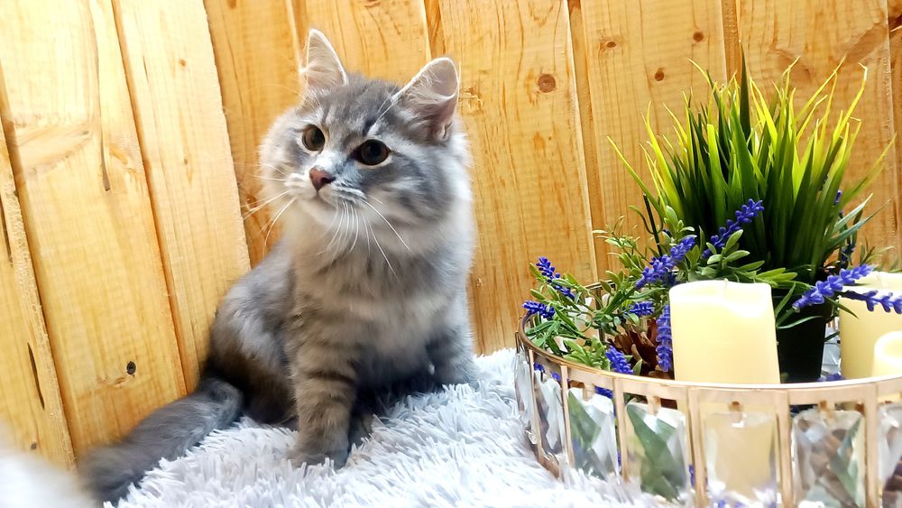 Kocurek syberyjski Sonicrodowód WCF