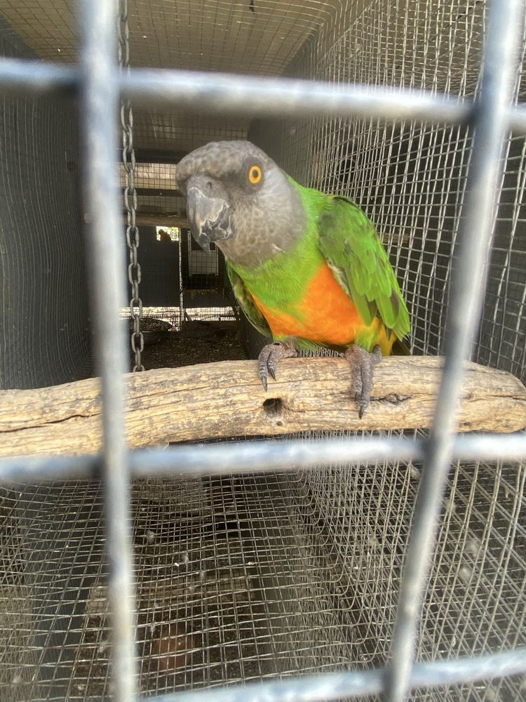 Papagaio senegal