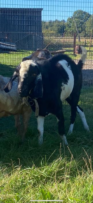 Козел породистий Парування.  Англонубійський 100%  В’язка козлом. Кози