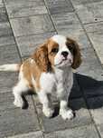 Cavalier King Charles chlopiec FCI