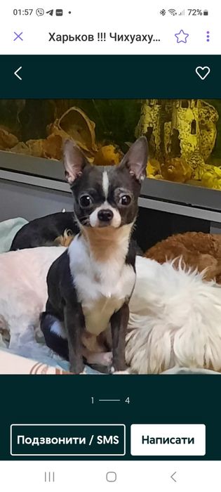 Продам чихуахуа мальчишку