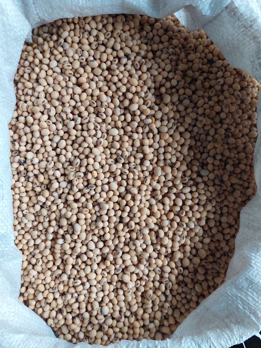 Насіння сої під Раундап S0009-M2 від NK Seeds. Залишилось 800кг.