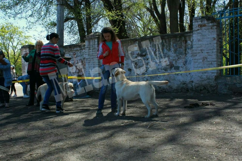 Вязка. Лабрадор ретривер. Кобель.