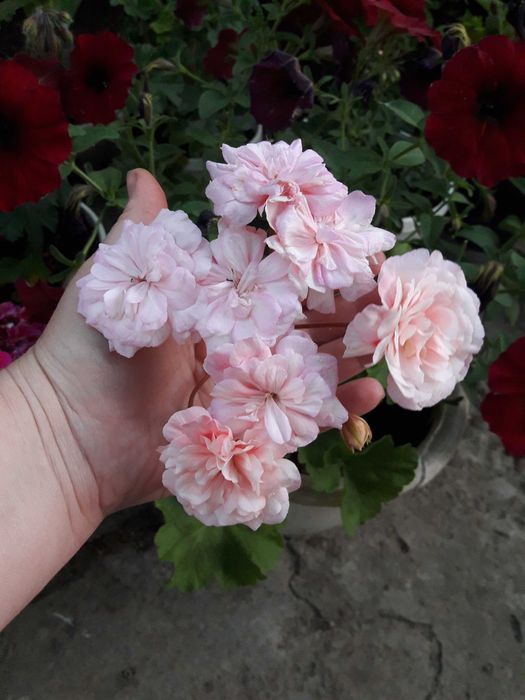 Пеларгония Леона Галактика, Звезда Водолея, Salmon Komtess