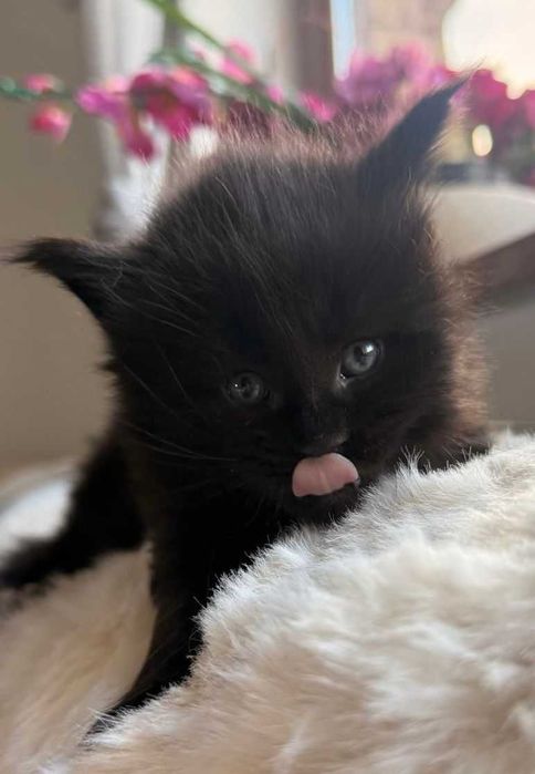 Kocurek Maine Coon czarny n linia shaded