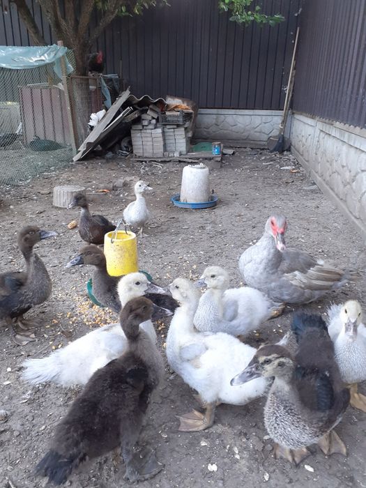 Мускуснiкачки,каченята.