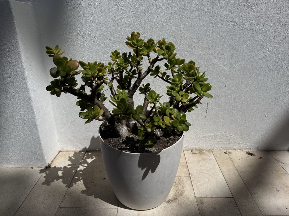 Planta Suculenta Jade - Cacto com Vaso Branco | Interior e Exterior
